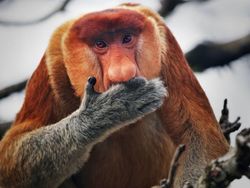 Deretan Hewan Berwajah Aneh Bak Alien