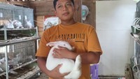 Genthur mengatakan, daging hingga urin kelinci bisa dimanfaatkan. Kalau daging dikonsumsi dan kalau urinnya untuk pupuk tanaman. Biasanya kalau urin kelinci saya jual ke petani, per liter harganya Rp 5 ribu, jelasnya. Foto: Pradito Rida/detikcom Genthur mengatakan, daging hingga urin kelinci bisa dimanfaatkan. Kalau daging dikonsumsi dan kalau urinnya untuk pupuk tanaman. Biasanya kalau urin kelinci saya jual ke petani, per liter harganya Rp 5 ribu, jelasnya. Foto: Pradito Rida/detikcom