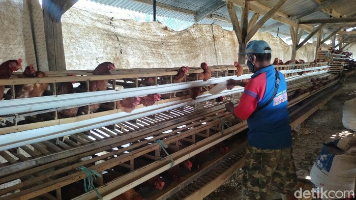 Harga telur anjlok, peternak ayam di Majalengka nombok