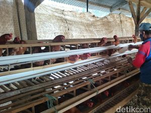 Harga Telur di Majalengka Anjlok, Peternak Terpaksa Nombok