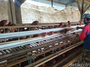 Mendes Puji BUMDes di Belitung, Hasilkan 3.000 Telur/ Hari untuk Warga