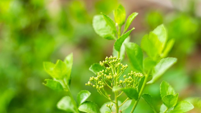 8 Manfaat Daun Beluntas untuk Kesehatan dan Cara Penggunaannya