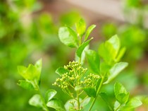 Manfaat Daun Beluntas untuk Kesehatan dan Cara Mengkonsumsinya