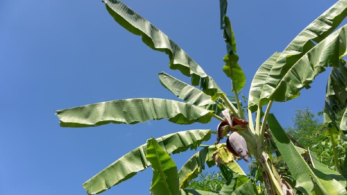 Early banana blossom on banana tree