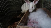 Genthur membeli sepasang kelinci jenis Rex seharga Rp 600 ribu setelah belajar cara memelihara kelinci di YouTube. Anak sepasang kelinci itu kemudian dijual dan laku di Facebook. Foto: Pradito Rida Pertana/detikcom Genthur membeli sepasang kelinci jenis Rex seharga Rp 600 ribu setelah belajar cara memelihara kelinci di YouTube. Anak sepasang kelinci itu kemudian dijual dan laku di Facebook. Foto: Pradito Rida Pertana/detikcom