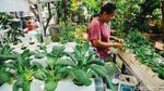 Kiat Produktif di Masa Pandemi dengan Bertani Hidroponik