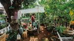 Kiat Produktif di Masa Pandemi dengan Bertani Hidroponik