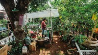 Wati sudah menanam dengan menggunakan teknik hidroponik ini sejak 6 bulan terakhir.