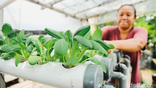 Seorang warga Petamburan, Jakarta Pusat, memanfaatkan lahan kosong untuk bercocok tanam sayuran lewat teknik hidroponik. Penasaran?