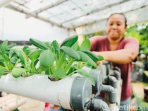 Cara Menanam Pakcoy di Rumah dengan Mudah dan Cepat, Dijamin Subur!