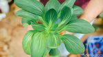 Kiat Produktif di Masa Pandemi dengan Bertani Hidroponik