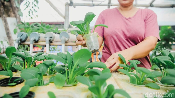 Kiat Produktif di Masa Pandemi dengan Bertani Hidroponik Seorang warga Petamburan, Jakarta Pusat, memanfaatkan lahan kosong untuk bercocok tanam sayuran lewat teknik hidroponik. Penasaran?