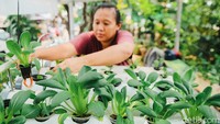 Wati (47) warga Petamburan, Jakarta Pusat, tengah menanam sayuran dengan teknik hidroponik di lahan tidak produktif di kawasan rumahnya, Selasa (21/9/2021).