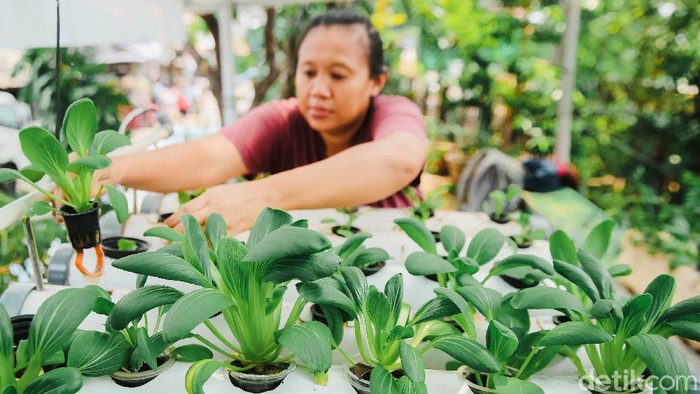 Seorang warga Petamburan, Jakarta Pusat, memanfaatkan lahan kosong untuk bercocok tanam sayuran lewat teknik hidroponik. Penasaran?