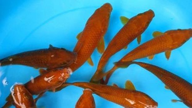 koi kumpay harga