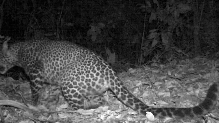 Macan tutul Jawa terekam kamera di Gunung Sanggabuana Karawang