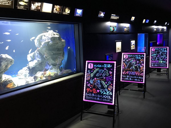 Akuarium ini berada di Sunshine City di distrik Ikebukuro Tokyo yang terkenal dengan banyak kesenangan berbelanja, kuliner, dan atraksi. Traveler yang ke sini dapat menghabiskan sepanjang hari di mega kompleks yang luas ini. Akuarium ini berada di Sunshine City di distrik Ikebukuro Tokyo yang terkenal dengan banyak kesenangan berbelanja, kuliner, dan atraksi. Traveler yang ke sini dapat menghabiskan sepanjang hari di mega kompleks yang luas ini.