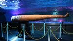 Foto: Pameran Unik, Lihat Ikan dkk Kawin