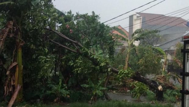 Pohon tumbang timpa kabel listrik di Kavling UI Timur, Beji, Depok