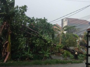Pohon Tumbang di Jl Siliwangi Depok, Lalu Lintas Macet Total
