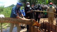 Sandi juga sempat mencoba melakukan proses pembuatan sagu.