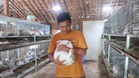 Genthur Rahmadhani (15) memanfaatkan banyaknya waktu luang akibat sekolah daring dengan beternak kelinci sejak Maret 2020.Peternakan kelinci siswa kelas 3 SMP N 4 Playen Gunungkidul ini bisa menghasilkan jutaan rupiah tiap bulan. Foto: Pradito Rida Pertana/detikcom Genthur Rahmadhani (15) memanfaatkan banyaknya waktu luang akibat sekolah daring dengan beternak kelinci sejak Maret 2020.Peternakan kelinci siswa kelas 3 SMP N 4 Playen Gunungkidul ini bisa menghasilkan jutaan rupiah tiap bulan. Foto: Pradito Rida Pertana/detikcom