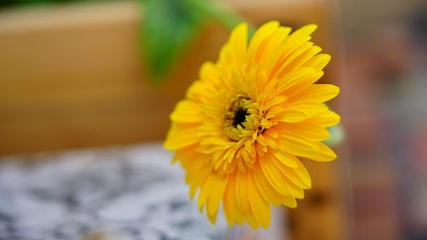 Close-up Yellow Barberton Daisy Gerbera Flower in garden