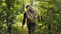 Upaya pemulangan kembali anak gajah betina ke kelompok induknya tanpa menggunakan tenaga gajah jinak atau seratus persen menggunakan tenaga manusia tersebut diharapkan bisa menjadi oasis di tengah ancaman kepunahan populasi mamalia besar khas hutan tropis Sumatera itu.  