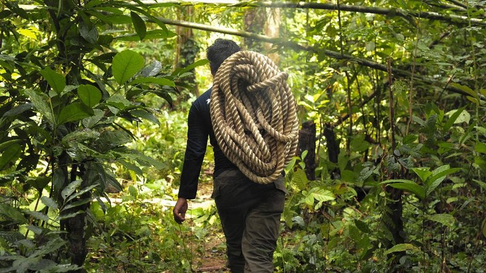 TIKI TAKA TRANSLOKASI GAJAH SUMATRA Anggota tim rescue membawa tali melintasi vegetasi saat translokasi anak gajah Sumatera (Elephas maximus sumatranus) di Bentang Alam Bukit Tigapuluh, Tebo, Jambi, Kamis (26/8/2021).