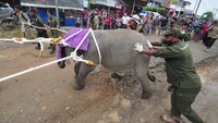 Proses evakuasi sendiri, dimulai di Desa Tungkal Ulu, Kabupaten Tanjungjabung Barat yang berada persis di dekat permukiman penduduk. Evakuasi anak mamalia besar yang berumur sekitar 5 tahun yang selama beberapa bulan sebelumnya sempat terlihat hilir mudik oleh warga sekitar tersebut tak ayal menjadi tontonan. Petugas bahkan dibuat kerepotan saat menyuruh warga untuk memperhatikan jarak aman.  