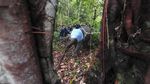 Tiki Taka Translokasi Gajah Sumatera