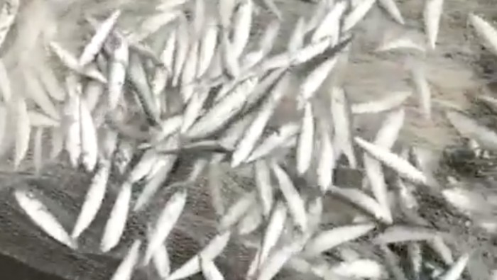 Geger Fenomena Ikan Teri Berlompatan di Pantai Selatan Yogya