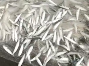 Heboh Fenomena Jutaan Ikan Teri Berlompatan di Pantai Selatan Yogya