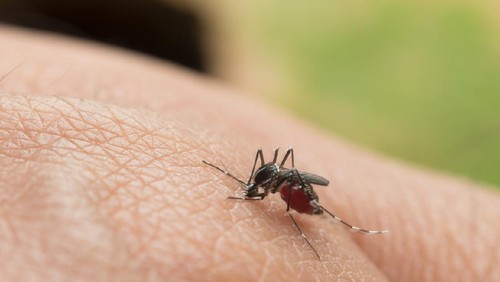 ilustrasi demam berdarah