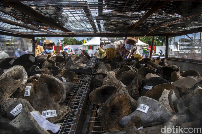 Ribuan cula badak yang disita dari para pemburu ilegal maupun dari badak yang mati secara alamiah dibakar di Assam, India (22/9/2021).