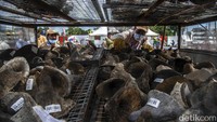 Ribuan badak cula yang dibakar ini disita sejak beberapa puluh tahun lalu.