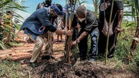 Sandiaga tampak menanam pohon di Kampung Yoboi.