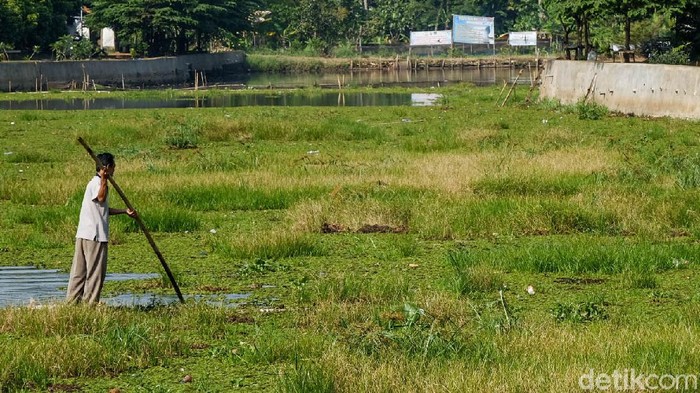 Penampakan Situ Tujuh Muara Depok yang Tertutup Gulma Situ Tujuh Muara bisa menjadi destinasi wisata alternatif di Kota Depok, Jawa Barat. Sayangnya, sebagian sisi danau tertutup gulma.