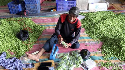 Wow! Petai Indonesia Tembus Pasar Malaysia