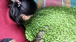 Wow! Petai Indonesia Tembus Pasar Malaysia