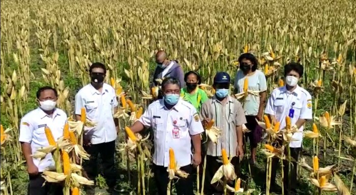 Produksi Capai 170 Ribu Ton, Grobogan Siap Pasok Jagung ke Peternak
