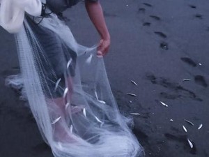 4 Fakta dari Fenomena Jutaan Ikan Berlompatan ke Daratan di Pantai Yogya