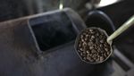Termahal Sedunia, Begini Lho Kopi Luwak Diolah