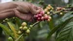 Termahal Sedunia, Begini Lho Kopi Luwak Diolah