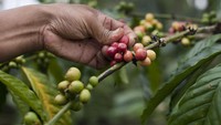 Lahan tersebut ada di daerah Jawa dan Sumatera. Namun, penduduk lokal kala itu dilarang untuk memetik buah kopi untuk konsumsi pribadi. Padahal mereka ingin mencicipinya. Getty Images/Paula Bronstein.