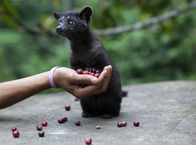 Pamor kopi luwak tersohor ke berbagai negara. Keistimewaan kopi ini tak hanya dari proses pembuatannya, kopi luwak bahkan disebut sebagai kopi termahal di dunia