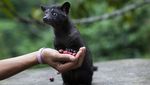 Termahal Sedunia, Begini Lho Kopi Luwak Diolah