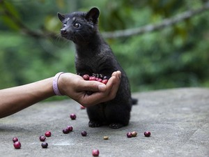 Kopi Luwak Masuk Daftar 6 Kopi Terlangka di Dunia, Ada Apa Saja?