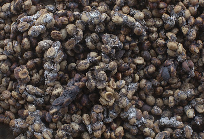 Pamor kopi luwak tersohor ke berbagai negara. Keistimewaan kopi ini tak hanya dari proses pembuatannya, kopi luwak bahkan disebut sebagai kopi termahal di dunia