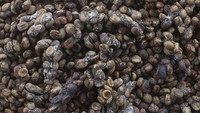 Biji kopi tersebut kemudian dicuci, disangrai, ditumbuk, dan diseduh menjadi minuman. Dari itu terciptalah kopi luwak yang saat itu menjadi minuman para rakyat jelata. Namun, kini berbanding terbalik. Kopi luwak justru jadi kopi termahal di dunia. Getty Images/Paula Bronstein.